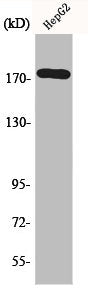 EGFR Antibody