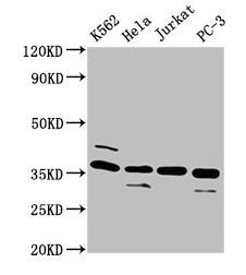 ATG3 Antibody