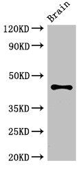 ATG4B Antibody