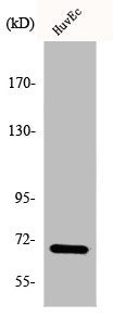 EIF3L Antibody
