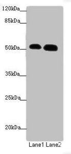 ATMIN Antibody