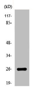 EIF4E Antibody
