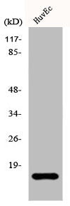 EIF5A2 Antibody