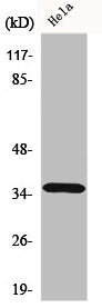 ELOVL4 Antibody