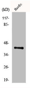 EXOG Antibody