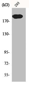 MRC2 Antibody