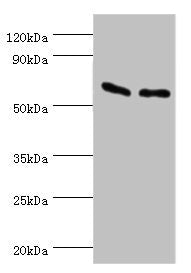 ATP5B Antibody