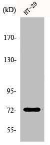 EOMES Antibody