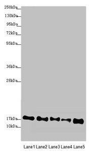 ATP5F1D Antibody