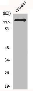 EPHB6 Antibody