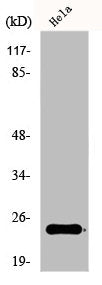 EFNA2 Antibody