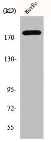 ERBB3 Antibody