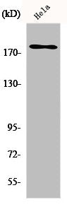 ERBB3 Antibody