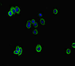 ATP8B1 Antibody