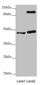 AURKA Antibody