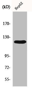 PTK2 Antibody