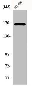 FANCD2 Antibody