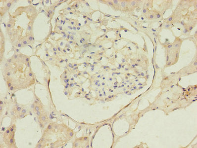 B4GAT1 Antibody