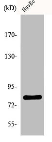 FASTKD2 Antibody