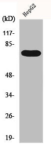 FASTKD3 Antibody