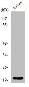 FGF22 Antibody