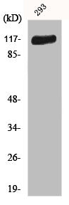 FGFR1 Antibody