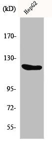 FGFR1 Antibody
