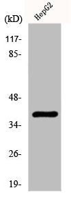 ZC3H8 Antibody