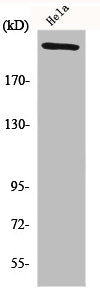 FN1 Antibody