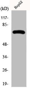 PLK3 Antibody