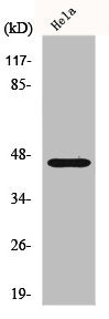 FOXB2 Antibody