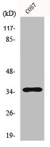 FOXL1 Antibody