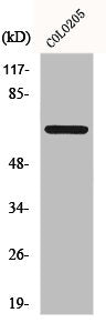 FOXO4 Antibody