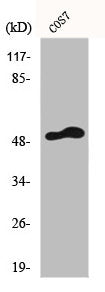 FRS3 Antibody