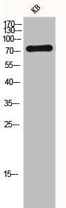 FSHR Antibody