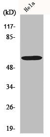 G3BP1 Antibody