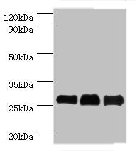 BCL10 Antibody