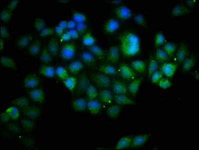 BCL10 Antibody