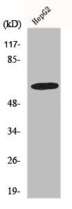 GABRA4 Antibody
