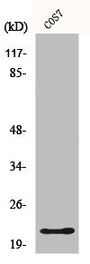 GCG Antibody