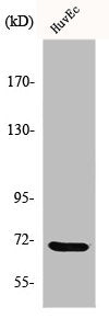 GUCY1B3 Antibody