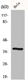GIMAP4 Antibody