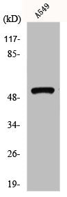 GIPR Antibody