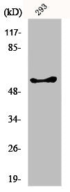 GK/GK3P Antibody