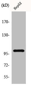 MAP4K3 Antibody