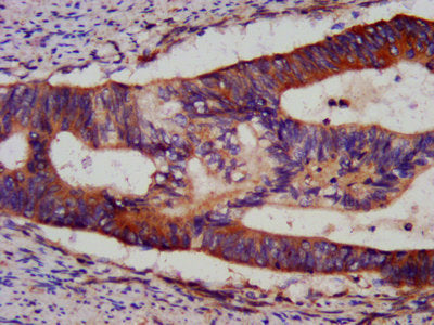 BID Antibody
