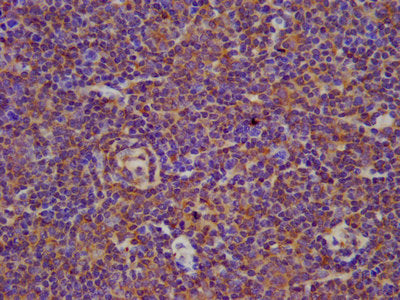 BIN2 Antibody