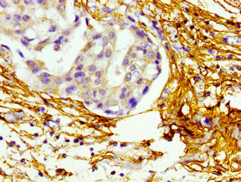 BMP10 Antibody