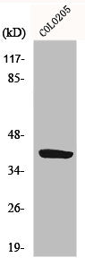 P2RY14 Antibody