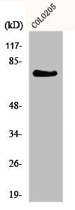 GPR115 Antibody